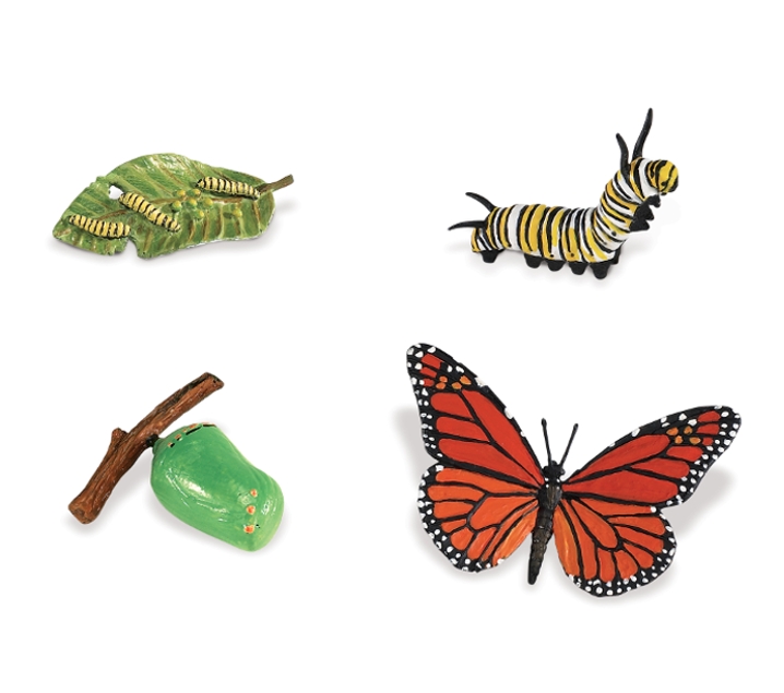 Figures cicle de la vida papallona monarca