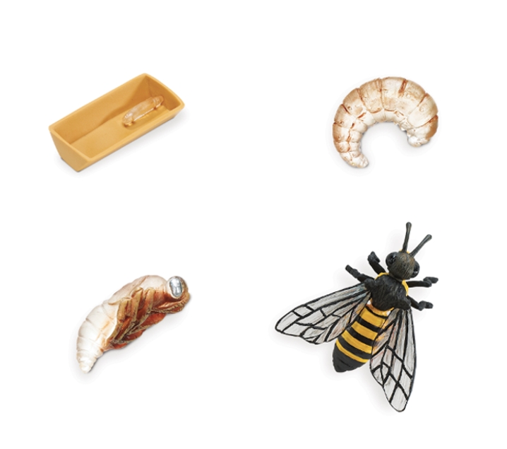 Figuras ciclo de la vida abeja