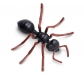 Figures cicle de la vida d'una formiga