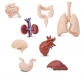 Figures dels òrgans del cos humà