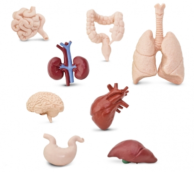 Figuras de los órganos del cuerpo humano