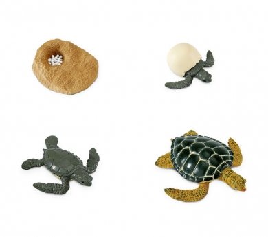 Figuras ciclo de la vida de la tortuga