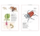 Inventari il·lustrat d'insectes