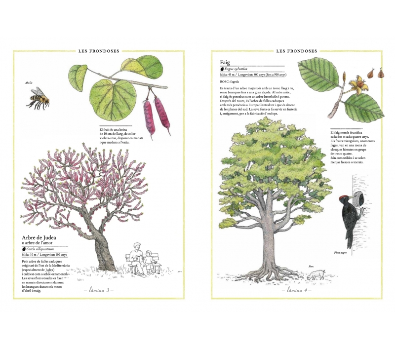 Details 47 inventario ilustrado de los árboles