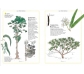 Inventario ilustrado de los árboles
