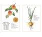 Inventari il·lustrat de fruites i verdures