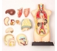 Maqueta anatómica con 11 piezas desmontables