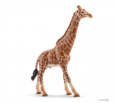 Girafa mascle