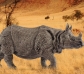Rinoceront blanc