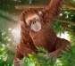 Orangután hembra