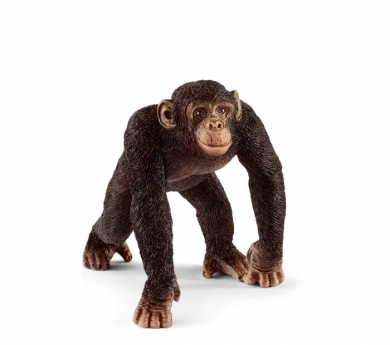 Orangutan femella
