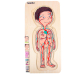 Puzle 5 a 1- Anatomia humana