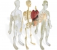 Modelo de la anatomía humana