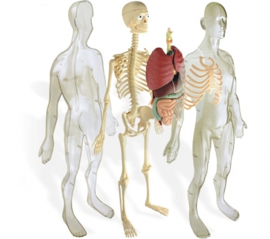Model de l'anatomia humana