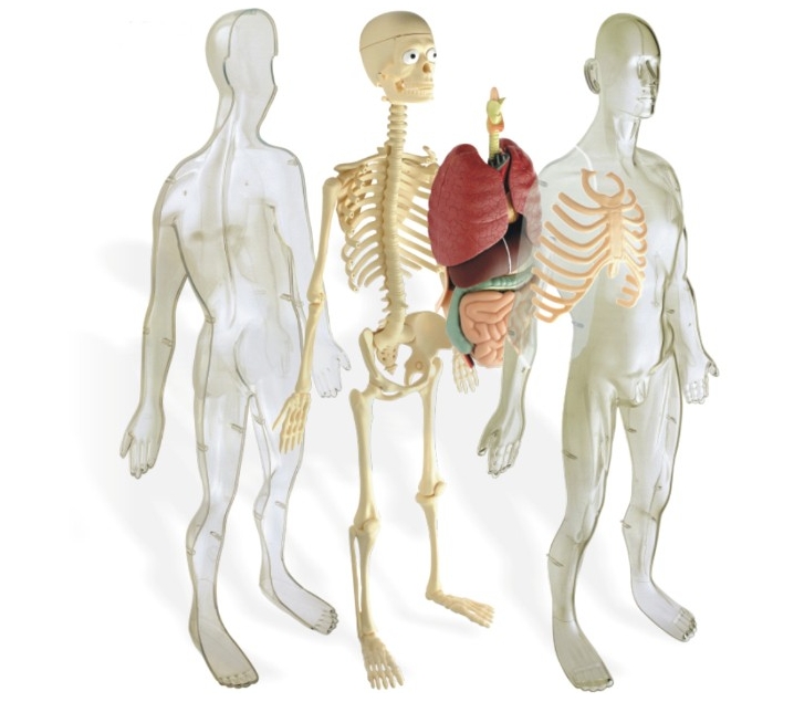 Model de  l'anatomia humana