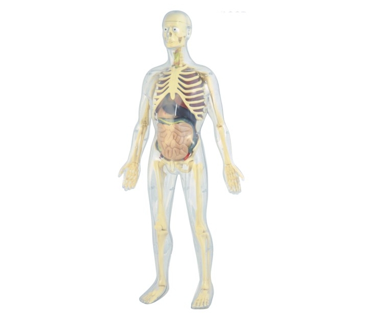 modelo-de-la-anatomia-humana