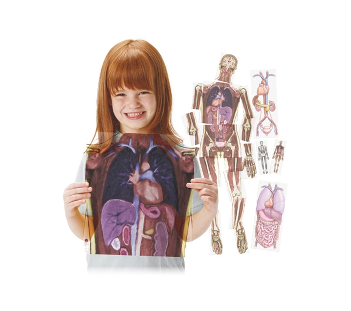 Láminas translúcidas del cuerpo humano y sus órganos